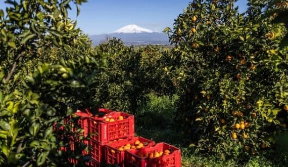 Thumbnail for Unifrutti doubles Italian land to 670 hectares with Fondaco Nuovo acquisition