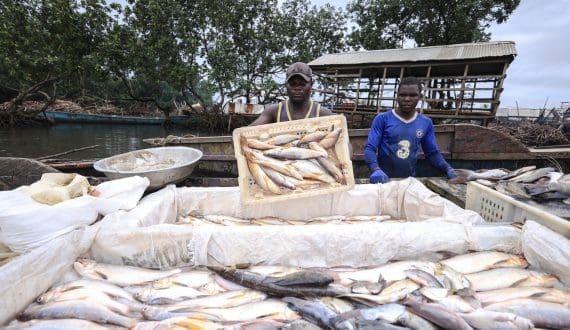 Thumbnail for Kenya rolls out youth-focused aquaculture programmes to address 450,000-tonne fish shortfall