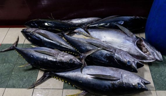 Thumbnail for EU–Indonesia tuna trade deal triggers industry concerns over competition, labour rules