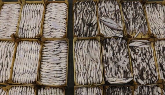 Thumbnail for North Korean fish struggles to gain ground in China