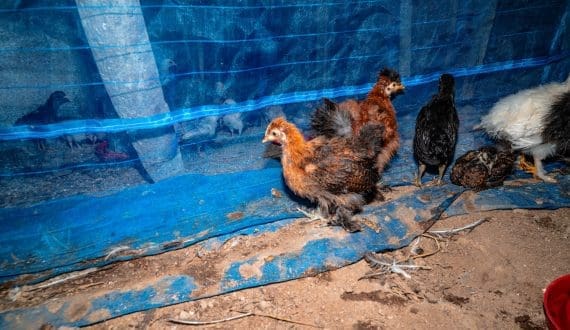 Thumbnail for Mansourah Poultry profit drops 98.6% in 2025 despite higher revenue
