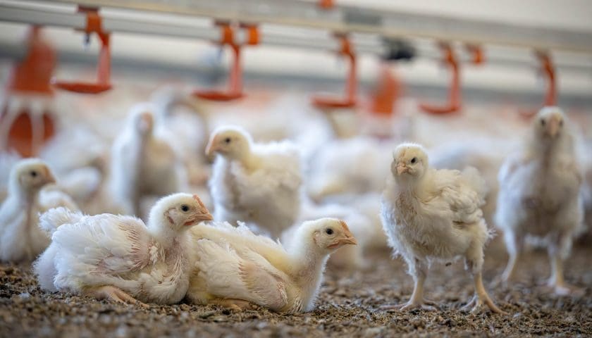 Thumbnail for Malaysia poultry farmers sell chicken below cost amid feed price pressures