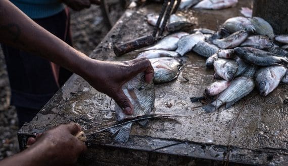 Thumbnail for AgDevCo provides US$15 million financing to Victory Group for tilapia expansion in East Africa