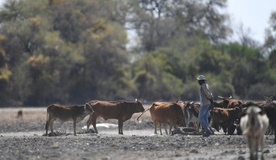 Thumbnail for Human activity suspected in Botswana FMD outbreak at AI facility