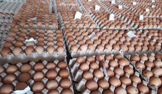 Thumbnail for Egg prices increase in Nepal as production drops and demand strengthens