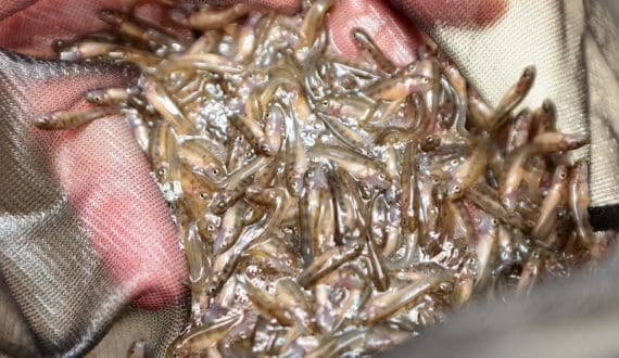 Thumbnail for UNDP awards contract for fish hatchery startup support in Iraq