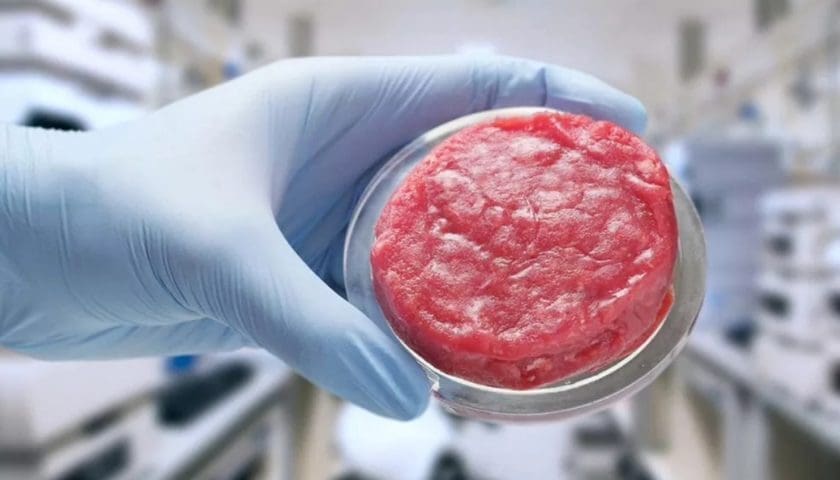 Thumbnail for Parima secures second cultivated meat approval in Singapore for duck product