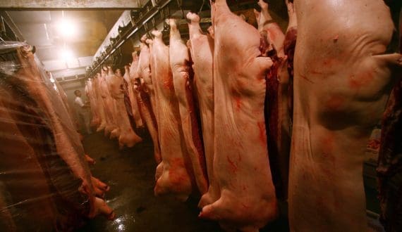 Thumbnail for UK pork production rises in first quarter of 2026