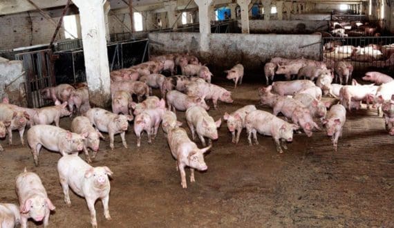 Thumbnail for Russia’s Rusagro halts three pig farms near Ukraine border citing security threats