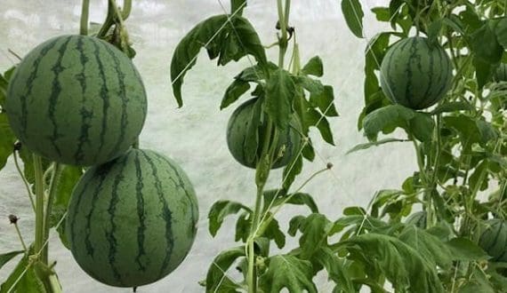 Thumbnail for Known-You Seed launches super-mini watermelons with long shelf life