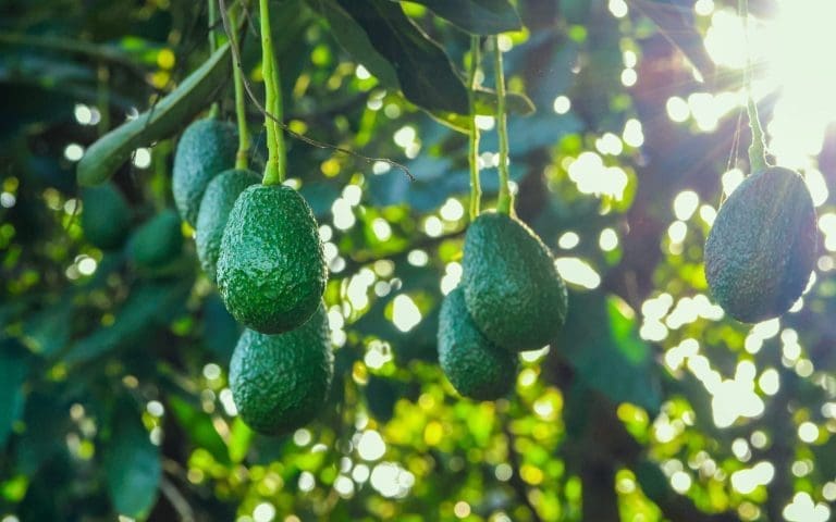 Thumbnail for Kenyan avocado output hits record 694,000 tonnes, exports fall on Red Sea crisis