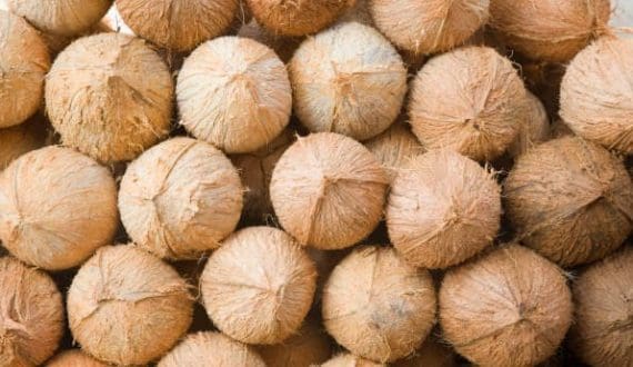 Thumbnail for Ivorian coconut exports face 25% cost surge as ageing plantations, low rainfall shrink supply
