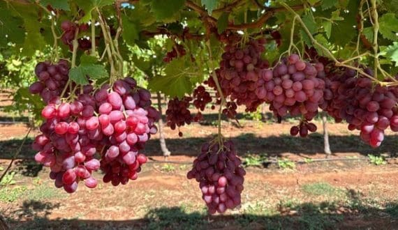 Thumbnail for Philippines, Korea challenge Japan for Australian grape imports