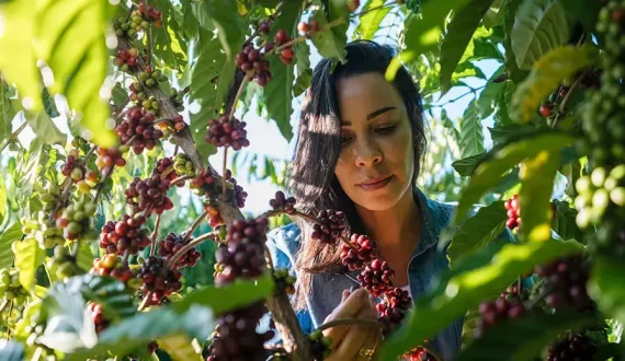 Thumbnail for Nestlé and ILO launch new project to improve labour rights in coffee supply chains 