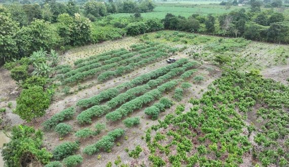 Thumbnail for Mars, ofi launch five-year cocoa sustainability partnership in Ecuador to scale regenerative agriculture 