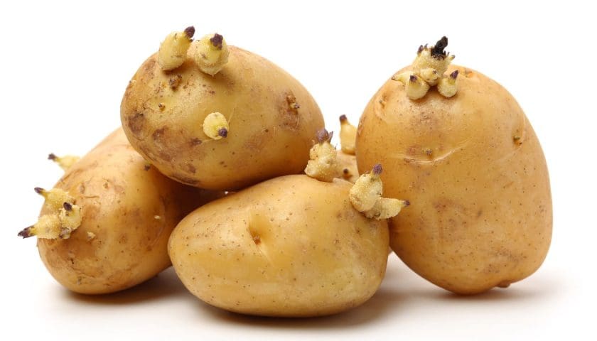 Thumbnail for Taiwan updates US potato import rules, allows sorting of sprouted produce