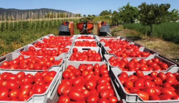 Thumbnail for Ghana targets 400,000 tonnes of tomato output under PPP to cut deficit
