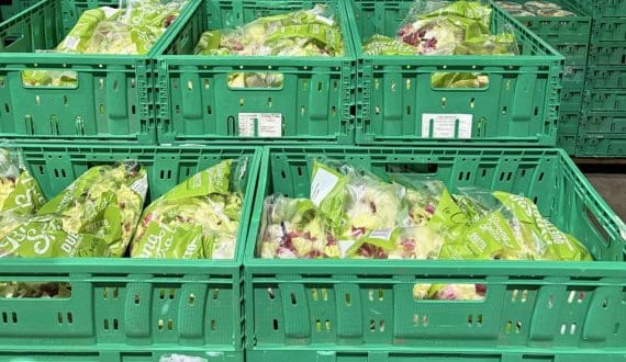 Thumbnail for Italian fresh-cut supplier Almeda builds logistics around reusable plastic crates 