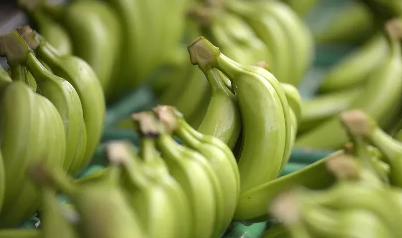 Thumbnail for Ecuador’s banana surplus pushes prices down as trade dispute with Colombia adds pressure 