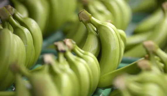 Thumbnail for Ecuador’s banana surplus pushes prices down as trade dispute with Colombia adds pressure 