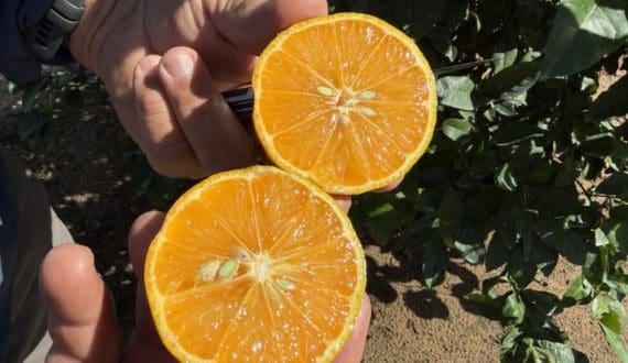 Thumbnail for EPA approves Soilcea’s CarriCea T1, first CRISPR-edited citrus rootstock to fight greening disease 