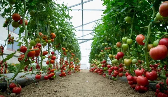 Thumbnail for Senegal targets tomato self-sufficiency with 30-hectare greenhouse project, cuts import reliance 