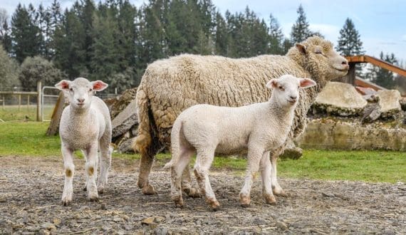 Thumbnail for Uruguay sheep meat exports hit decade-low volumes as prices climb