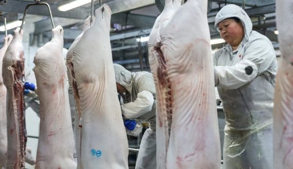 Thumbnail for US pork exports to Taiwan rise sharply in early 2026 as Philippines reopen German pork imports