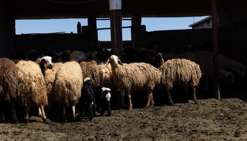 Thumbnail for Uruguay sheep meat exports hit 10-year low as prices climb