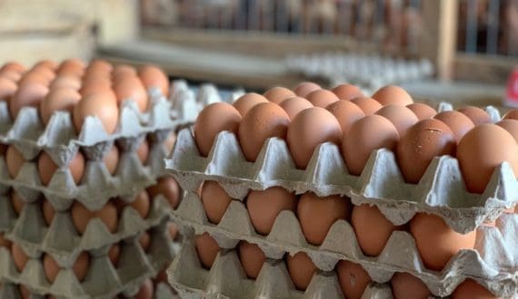 Thumbnail for Ghana considers egg powder processing as poultry farmers struggle with oversupply
