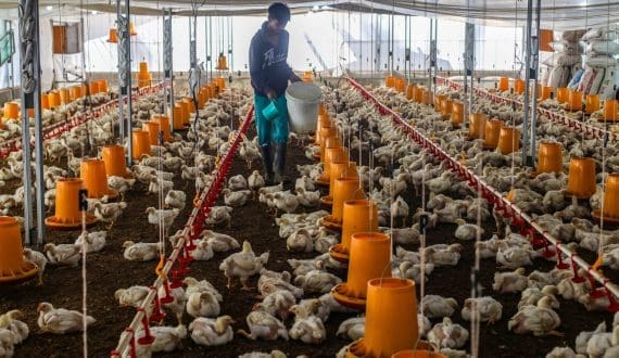 Thumbnail for Poland reports surge in poultry bird flu outbreaks as Europe logs new H5N1 cases