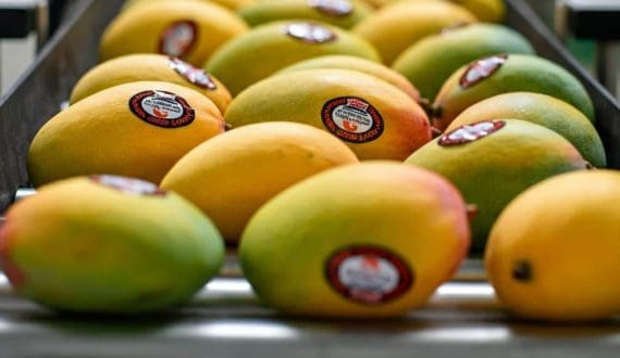 Thumbnail for Shipping crisis stalls Indian mango exports to West Asia as freight costs triple 