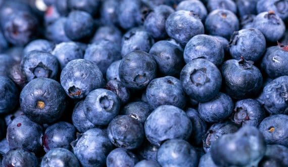 Thumbnail for Kakuzi expands blueberry farming to 202 acres by 2029, targets European superfood market