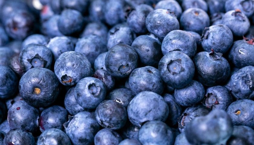 Thumbnail for Kakuzi expands blueberry farming to 202 acres by 2029, targets European superfood market