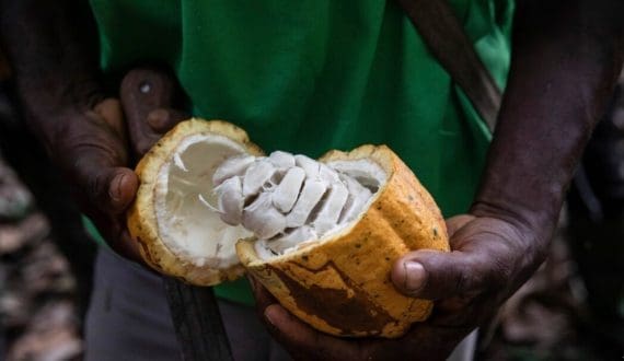 Thumbnail for Ivory Coast’s cocoa mid-crop threatened by dry spell, low rainfall