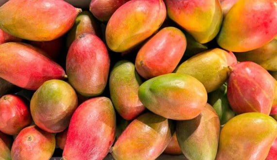 Thumbnail for Senegalese mango season launches early with special authorization, targets Middle East markets