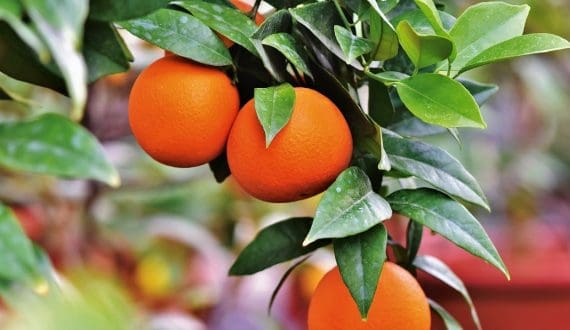 Thumbnail for Egypt enters new Latin American markets for oranges, grapes, strawberry seedlings