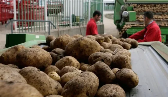 Thumbnail for Pakistan potato exports hit 248,000 tons as production surges to 12 million metric tons