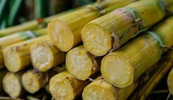 Thumbnail for India set for extended sugar export shortfall as El Nino threatens cane output 