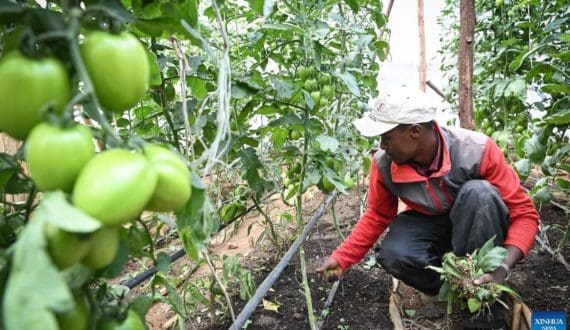Thumbnail for Uganda considers ban on Kenyan farm-gate buyers over low prices, early harvests