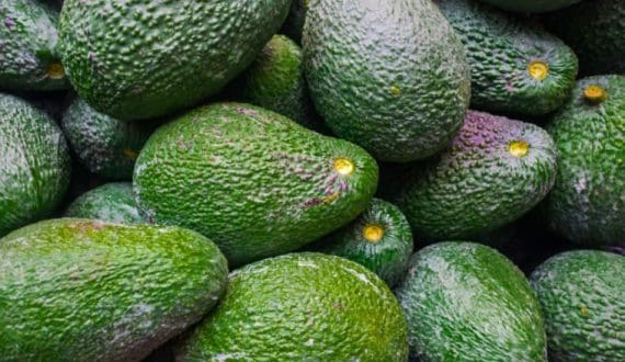 Thumbnail for Peruvian avocado prices rise 7.8% as premium organic fruit reaches US$5.71 per kilogram