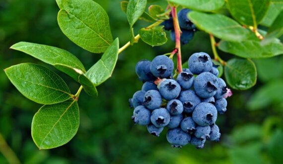 Thumbnail for New Zealand blueberry growers warn proposed import rules risk pest incursions, financial losses