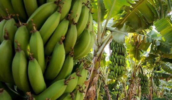 Thumbnail for Namibia harvests its first locally grown bananas as Etunda project targets import reduction
