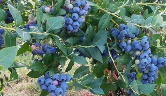 Thumbnail for Simultaneous harvests across nations pressure global blueberry prices as oversupply drives commodity trading
