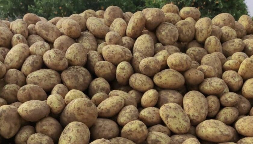 Thumbnail for Ukraine potato imports plummet as domestic production recovers, but storage deficits persist