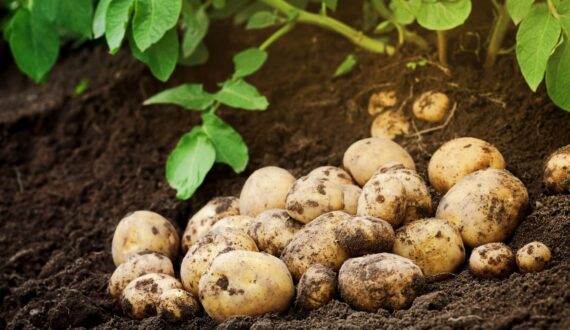 Thumbnail for Rwanda to debut late blight-resistant potato varieties Ndamira, Victoria in September