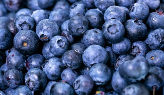Thumbnail for Peruvian blueberry exports reach 383,000 tons as genetic renewal drives quality, market expansion