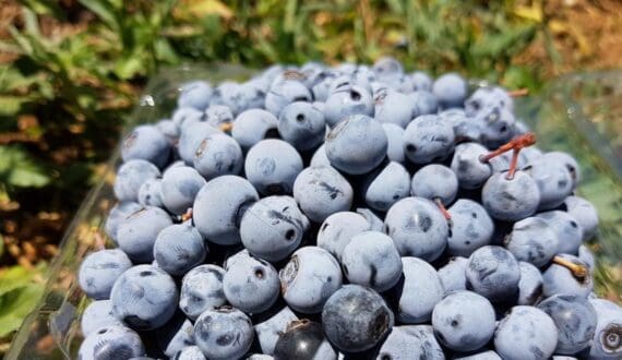 Thumbnail for China leads global blueberry production as Yunnan expansion drives Southeast Asia exports