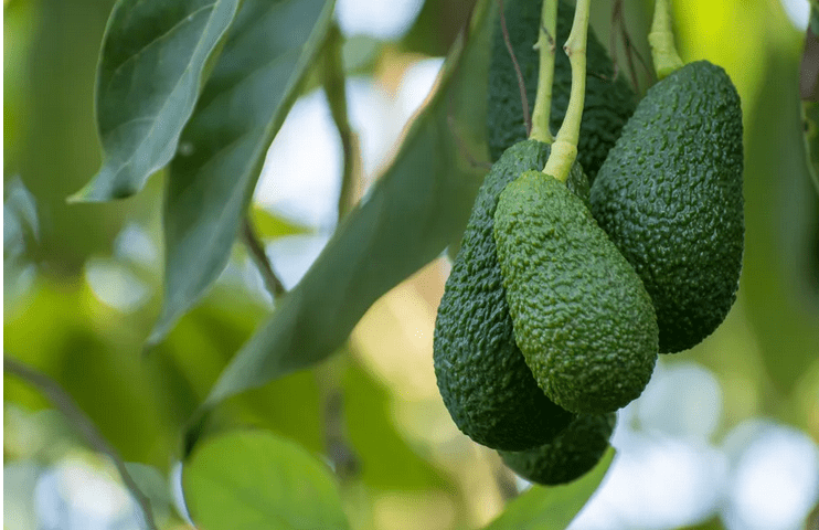 Thumbnail for Uganda avocado stakeholders push for unified strategy, quality standards to boost global exports