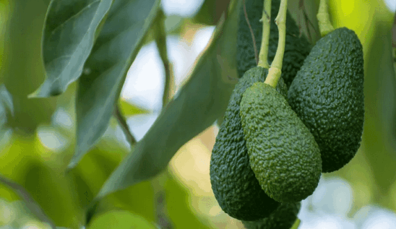 Thumbnail for Uganda avocado stakeholders push for unified strategy, quality standards to boost global exports